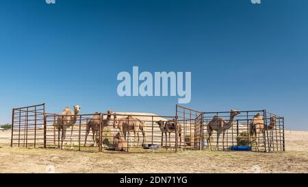 Kamelgruppe in der Wüste Al-Sarar, SAUDI-ARABIEN. Stockfoto