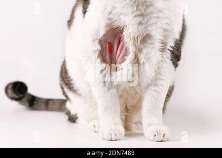 Katze mit infizierter Haut Schrottwunde und kahlem Fleck auf Oberarm Stockfoto