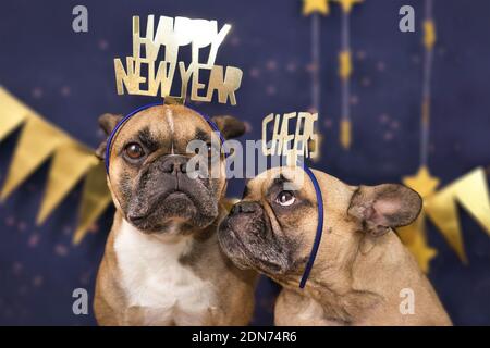 Lustige Französisch Bulldogge Hunde tragen goldene Party Feier Stirnbänder mit Worte 'Frohes neues Jahr' und 'Cheers' vor Blau Hintergrund Stockfoto
