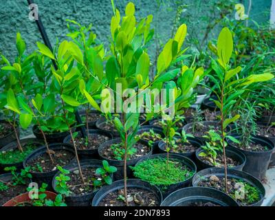 Coca Leaf Plantation (Erythroxylum Coca) in den schwarzen Töpfen Stockfoto