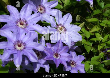 Schöne Sommerblumen in einem vertikalen Garten Gartenarbeit. Blumen Flieder Clematis Nahaufnahme. Blumen Clematis Sorten Baltyk Stockfoto