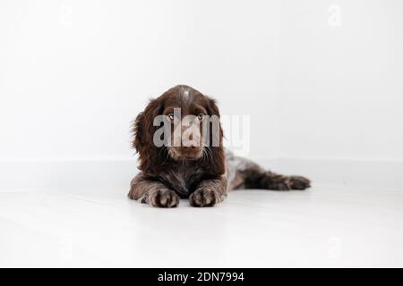 Russian Spaniel Welpe isoliert auf weißem Holzboden. Stockfoto