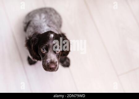 Russian Spaniel Welpe isoliert auf weißem Holzboden. Stockfoto