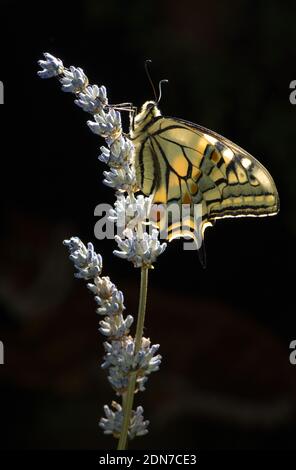 Makhaon Schmetterling auf Zweig, mit schwarzem Hintergrund thront Stockfoto