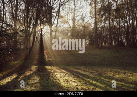 Sonnenlicht, das durch den Wald strömt, getönte Bilder von Sonne hinter Bäumen, die Lichtspuren hinterlassen, Bäume mit Sonnenlicht dahinter, sonnige Wälder, Wälder Stockfoto