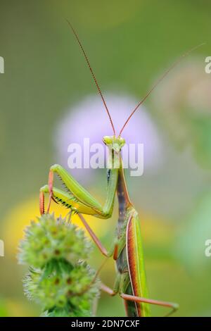 Gottesanbeterin auf grünem Hintergrund Stockfoto