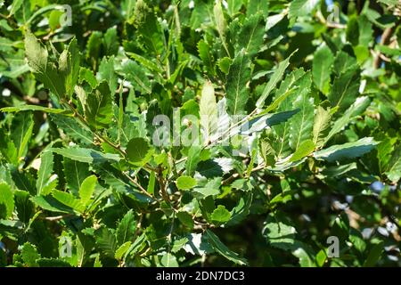 Mazedonische Eiche, Quercus trojana, grüne Blätter aus nächster Nähe Stockfoto