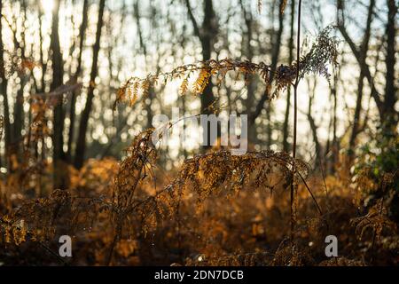 Farnblätter im Wald mit Wassertröpfchen, Nahaufnahme, braune Farnblätter, Waldfarn, Polypodiopsida, Fern Stockfoto