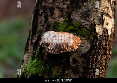 Fomitopsis betulina, Birke Polypore, Birke Bracket, oder Rasierklinge, braunen Pilz wächst auf Silber Birke tre Stockfoto