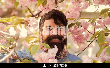 Hiphster nahe dem Aufblühen von Sakura. Frühlingsakura blüht. Frohe ostern. Brutaler reifer Flusspferd in Kirschblüte. Bärtiger Mann genießt Sakura-Blüte. Genießen Sie den Frühlingstag. Federstil, ich bin ein Frühling. Stockfoto