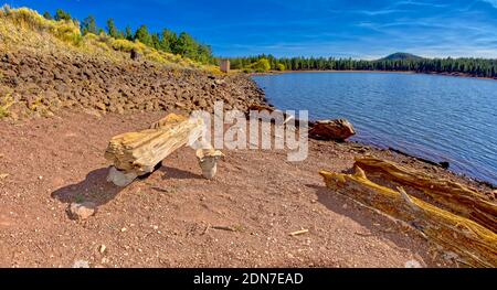 Nahaufnahme von Driftwood am nordöstlichen Ufer des Dogtown Lake in der Nähe von Williams Arizona. Stockfoto