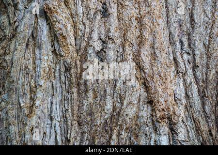 Rinde aus Riesenmammutbaum, Sierra Redwood, Sequoiadendron giganteum Stockfoto