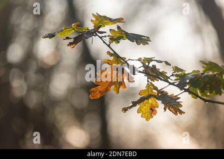 Kleiner englischer Eichenzweig mit Blättern, einige braune und einige grüne Blätter. Baum im Hintergrund unscharf, Eichenblätter nach Regen, Eichenblätter, Eiche Stockfoto