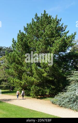 Menschen, die an Monterey Pine in Cambridge University Botanic Garden in Cambridge, England vorbeikommen Vereinigtes Königreich Großbritannien Stockfoto