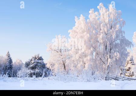Snow and frost covered birch trees (Betula pendula) in winter landscape. Stockfoto