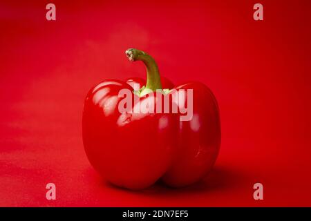 Single vibrant dark red Bell pepper or fresh paprika and green stem contrasting against an intense red clean even background Stockfoto