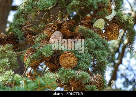 Die Libanonzeder, Cedrus libani, Zweig mit Zapfen Stockfoto