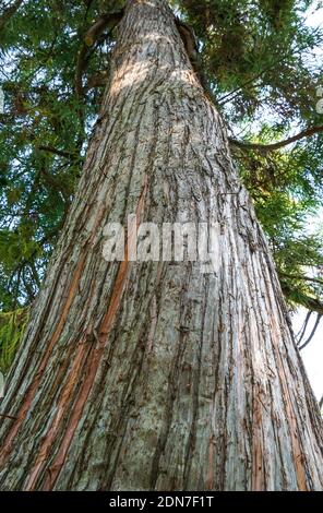 Stamm aus japanischer Zeder, japanischer Redwood, Cryptomeria japonica Stockfoto