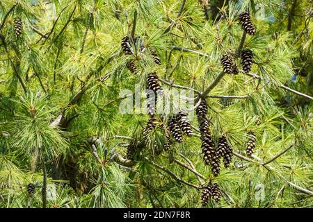 Himalaya-Kiefer, Pinus wallichiana, Zweig mit Zapfen Stockfoto