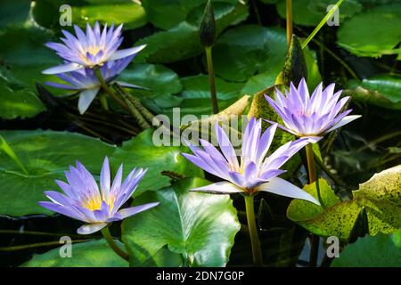 Blauer Lotus, blauer Stern Seerose, tropische Seerosen Pflanzen Blumen Stockfoto