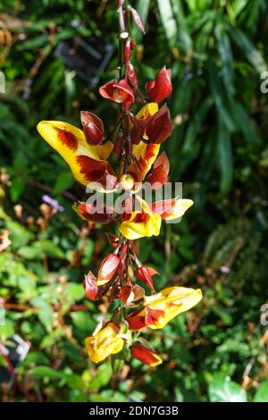 Thunbergia mysorensis, Mysore Uhr Rebe, Mysore Trompetine, indische Uhr Rebe Stockfoto