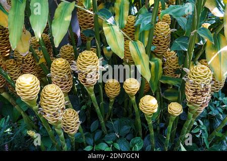 Blüten von Beehive Ginger, Zingiber spektabile, echte Ingwerpflanze Stockfoto