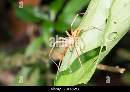 Ghost Spider (Family Anyphaenidae) on a leaf at night on a leaf in the understory of montane rainforest in the Los Cedros Reserve, western Ecuador Stock Photo