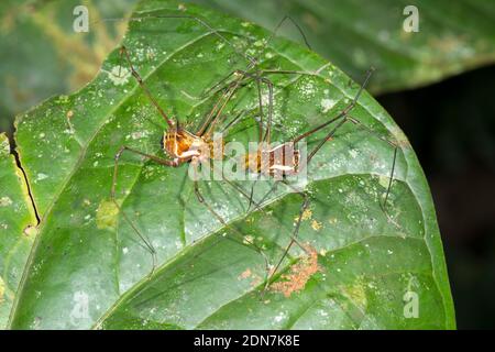 Ein Paar Kranichernter, die sich vor der Paarung nähern. Auf einem Blatt im Unterholz des montanen Regenwaldes im Los Cedros Reservat im Westen Ecuadors Stockfoto