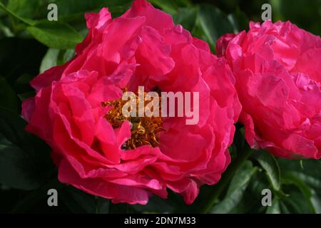 Paeonia Paula Fay. Halbdoppelte rosa Pfingstrose. Paeonia lactiflora (chinesische Pfingstrose oder gemeinsame GartenPfingstrose). Zwei Blüten Stockfoto