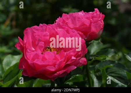 Paeonia Paula Fay. Halbdoppelte rosa Pfingstrose. Paeonia lactiflora (chinesische Pfingstrose oder gemeinsame GartenPfingstrose). Zwei Blüten Stockfoto