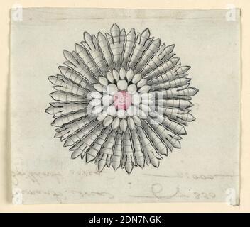 Design für Brosche, Stift und schwarze Tinte, Pinsel und rote, graue Aquarell auf hellblauem Papier, Schmuckdesign für Brosche in Form einer Sonnenblume. In der Mitte ein roter Diamant mit einem Gesicht. Kleinere runde und tropfenförmige Diamanten und Blütenblätter strahlen nach außen., wahrscheinlich Neapel, Süditalien, Italien, ca. 1790, Schmuck, Zeichnung Stockfoto