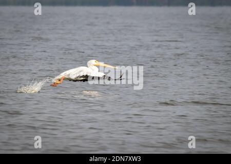 Pelikane auf Reelfoot Lake in Tennessee während ihrer jährlichen Migration Stockfoto