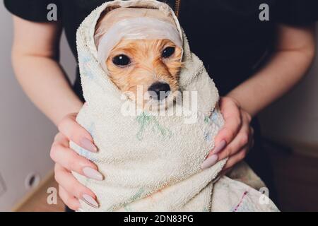 Cute small fluffy pomeranian dog in a white and pink towel after bath, grooming Stock Photo