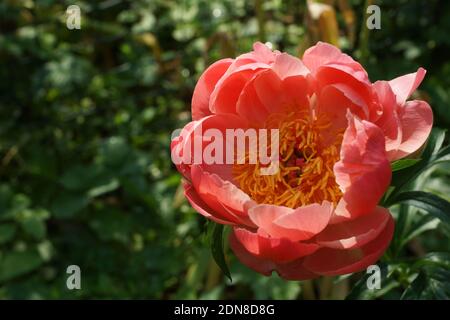 Paeonia Coral Magic. Halbdoppelte rosa Pfingstrose. Im Garten blüht ein wunderschöner Korallen-Pfingstrose. Stockfoto