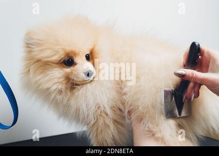 Hand tun Pflege, Haarschnitt, Kämmen Wolle von schönen glücklichen pommerschen Spitz Hund. Flauschige kleine Welpen, Tierhaarpflege, Schneiden Verfahren. Tierhaar Stockfoto