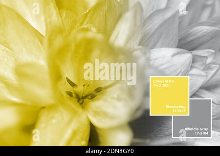 Illuminating Yellow und Ultimate Grey Farben verschwommen Makro Blume Hintergrund mit Rahmen und Text. Kreatives Design, das Farbe des Jahres 2021 zeigt Stockfoto