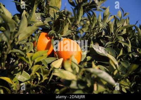Nahaufnahme der Zweige eines Orangenbaums, von dem aus Einige Orangen, die in der Sonne reifen, hängen Stockfoto