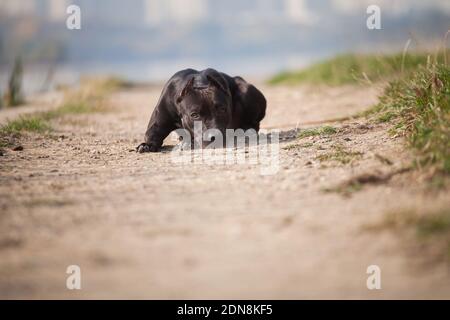 Traurige schwarze Hund Rock American Staffordshire Terrier liegt auf Sand Trail Stockfoto