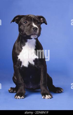 Schwarz-weiß kleiner Welpe der staffordshire Terrier Rasse, sitzt im Studio drinnen, auf einem blauen Hintergrund Stockfoto