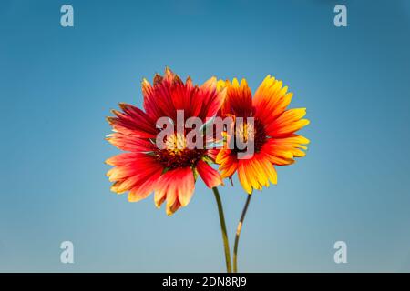 Gelbe und rote Blume in Al Khobar Saudi-Arabien Stockfoto