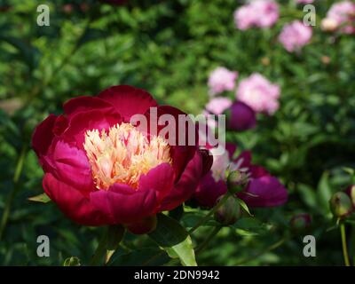 Paeonia White Cap. Japanische Karmesinblüte. Paeonia lactiflora (chinesische Pfingstrose oder gemeinsame GartenPfingstrose) Stockfoto