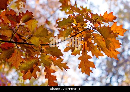 Zweig mit orangefarbenen Herbstblättern gegen den Himmel Stockfoto