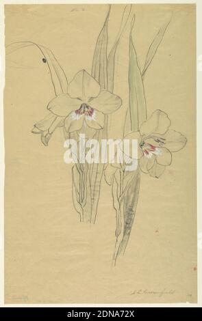 Studie von Amaryllis, Sophia L. Crownfield, (amerikanisch, 1862–1929), Stift und Tinte, Pinsel und Aquarell, Graphit auf Zeichenpapier, Vertikales Blatt mit zwei Amaryllis-Sprays mit Laub, mit Graphit und Pinsel und Tinte umrandet. Die Blütenzentren sind mit roten und weißen Aquarellen hervorgehoben, während die Blätter grün und grau schattiert sind., USA, Anfang des 20. Jahrhunderts, Naturstudien, Zeichnung Stockfoto