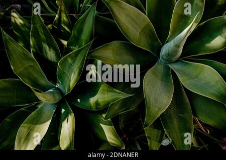 Detail der Agave attenuata Pflanze Stockfoto