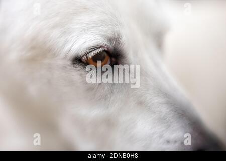 Auge eines Labrador Retriever, selektiver Fokus Stockfoto