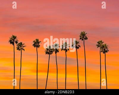 A group of towering palm trees with sunset sky in Los Angeles, California. Stock Photo