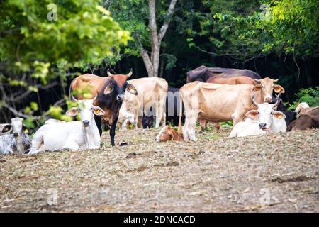 group of cows and bulls in the wild field together close up portrait Stockfoto