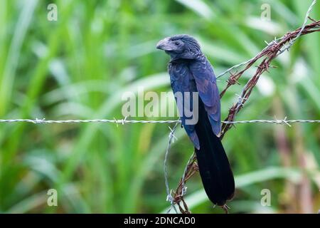 Groove-billed ani tropical bird close up portrait in the forest Stock Photo