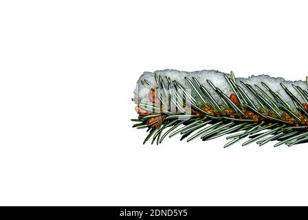 Ein Tannenzweig - Nahaufnahme eines schneebedeckten Tannenzweig - isoliert auf weißem Hintergrund - Nordmann Fir (Abies nordmanniana) Stockfoto