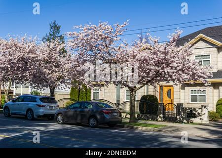 RICHMOND, KANADA - 05. APRIL 2020: Blick auf die Stadt im Frühling Kirschblütensaison Sonnentag blühende Schönheit am sonnigen Frühlingstag. Stockfoto